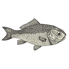 Dorade (Cyprinus auratus)