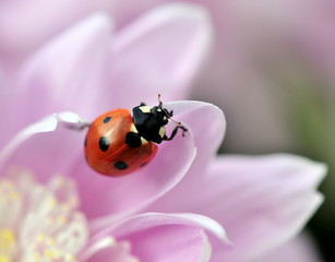 ladybird on pretty flower