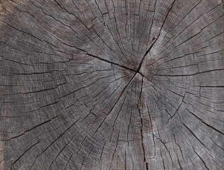Fototapeta premium Stammquerschnitt