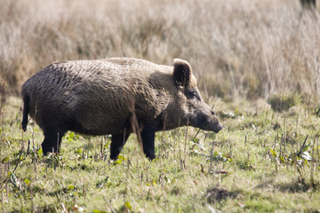 wild boar standing in nature