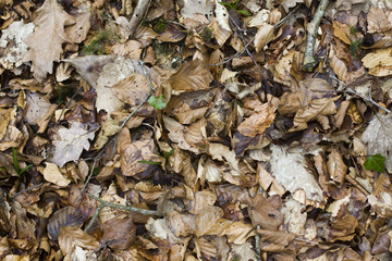 lot of leaves on the floor