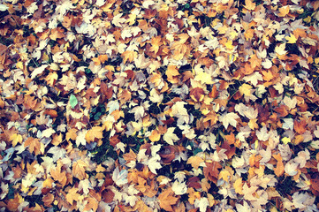 Leaves Background