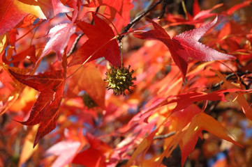 Flowering Tree