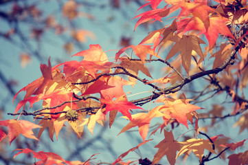 Autumn Leaves