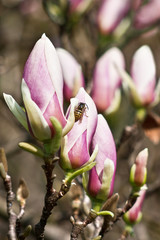 Magnolia flower with wasp
