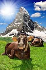 Cow lying in the meadow.In the background Matterhorn-Swiss Alps