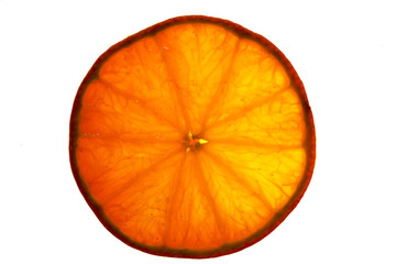 slice of orange in macro, with transapency