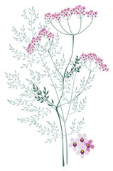 Valerian, meadow plant