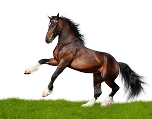 Bay draft horse gallops in field