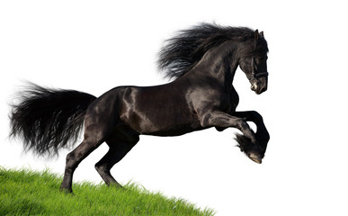 Obraz na płótnie Canvas Czarny koń galopuje fryzyjskie na wzgórzu