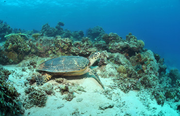 Naklejka na ściany i meble Schildkröte im Korallenriff