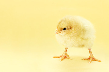 Chick On Yellow Background