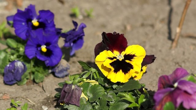 Video Stifm&uuml;tterchen (Viola)