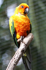 TIERE_0271_Papagei_Sonnensittich