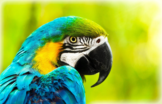 Fototapeta Exotic colorful African macaw parrot