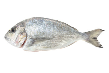 Dorada seafood isolated on white. Bream fish.