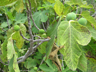 lime tree