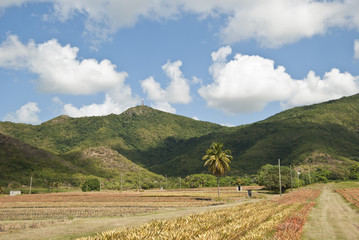 Landscape in Antigua