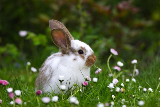 Osterhase