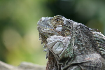 Grüner Leguan