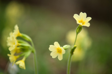 Schl&uuml;sselblumen