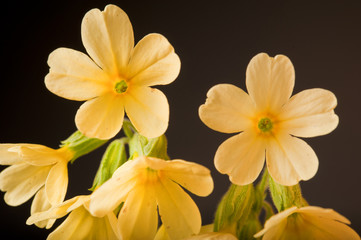 Schl&uuml;sselblume Makro