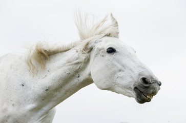 white horse