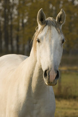 Obraz na płótnie Canvas horse portrait