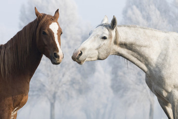 horses friends