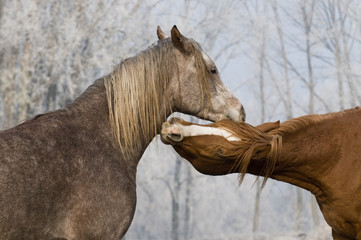 arabian horses