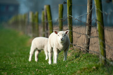 Lambs grazing in spring
