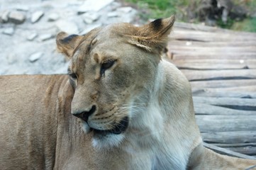 Head of beast of prey