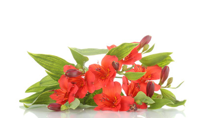 Alstroemeria red flowers isolated on white