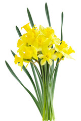 Daffodils Narcissus
