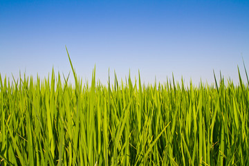Rice leaf against blue sky