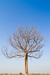 Dead tree against blue sky