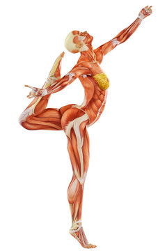muscle woman side view
