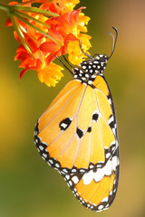Splendid and beautiful butterfly with beautiful flower