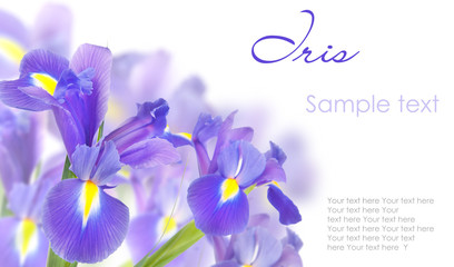 Blue irises isolated on white