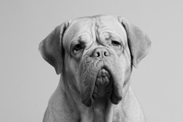 Black-and-white portrait of French Mastiff