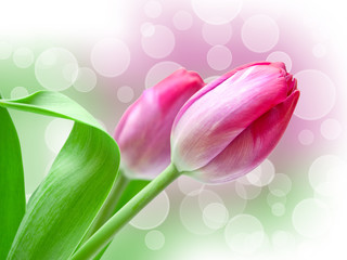 Close up of tulip flower