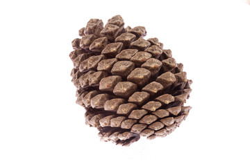 Isolated pine cone