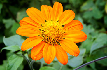 Tithonia rotundifolia flower commonly know as Mexican Sunflower