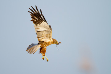 Marsh Harrier in flight