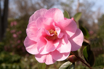 Pink camelia in full bloom