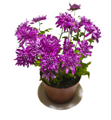 Purple astra in pot