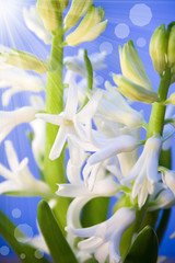 white flower hyacinth