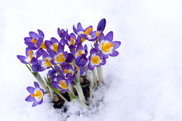 Spring purple Crocus in snow