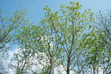 Fototapeta premium Fresh Leaves