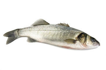 sea bass